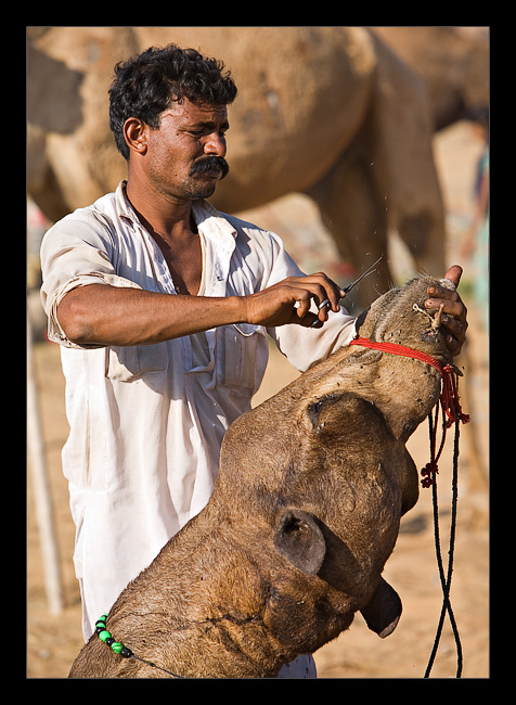 Camel Trim