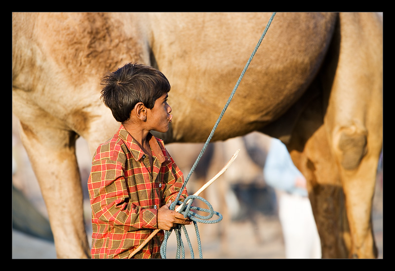 Boy Camel 04