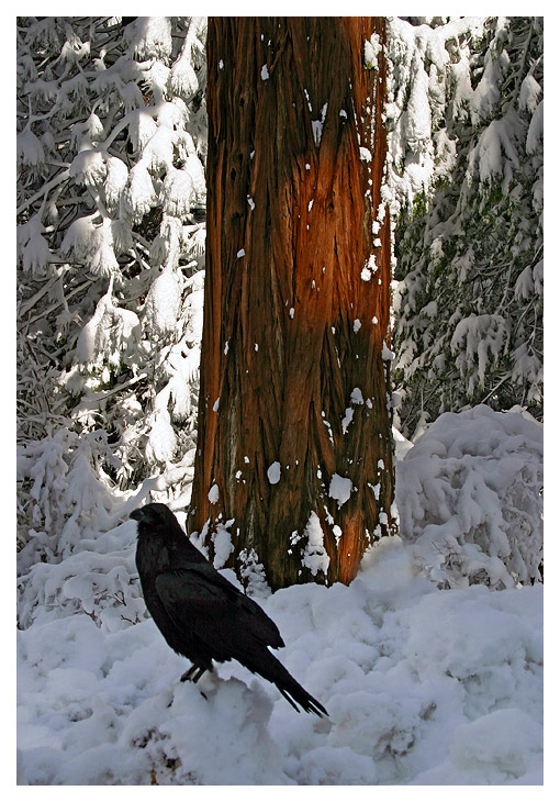 Birder