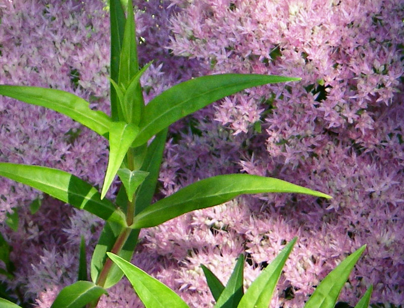 English Flower Garden