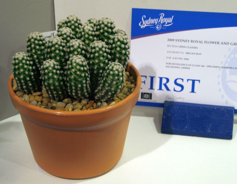 Prizewinning Cactus