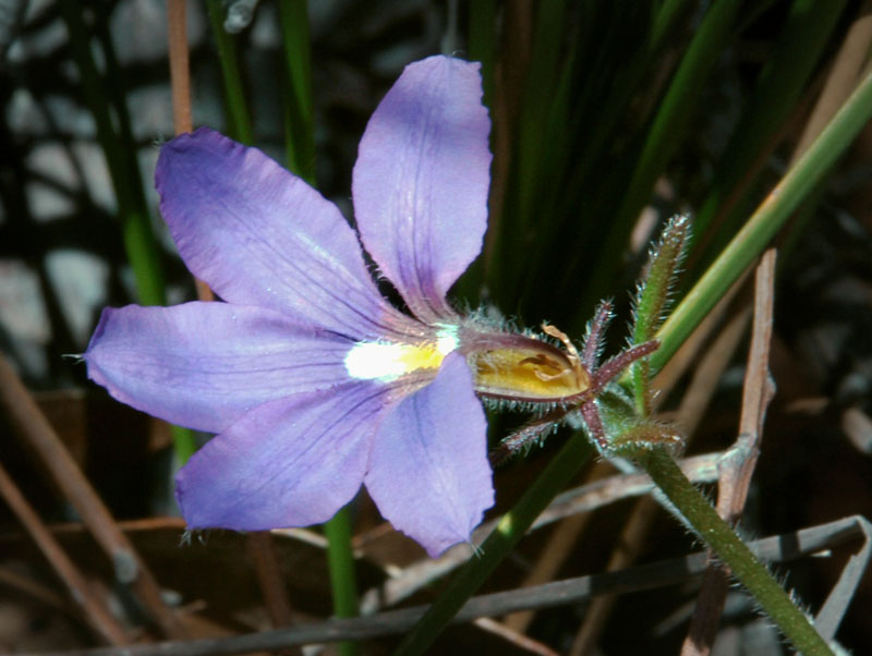 Scaevola ramosissima