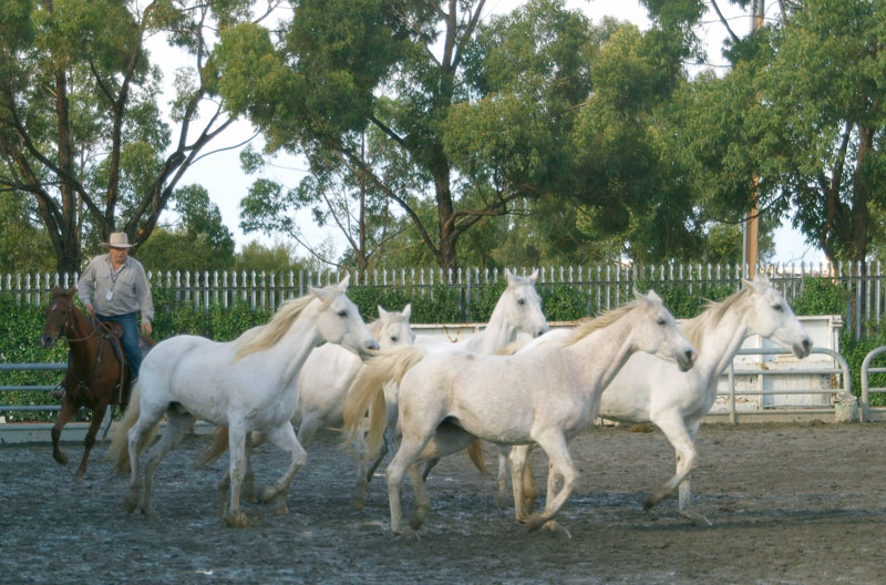 Wild white horses