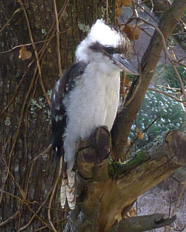 Kookaburra