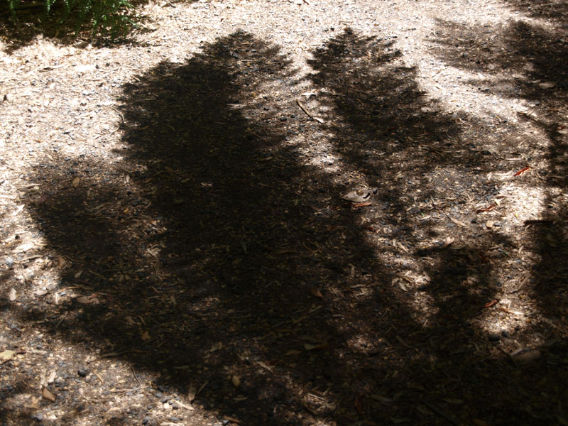 Fern shadows on the track
