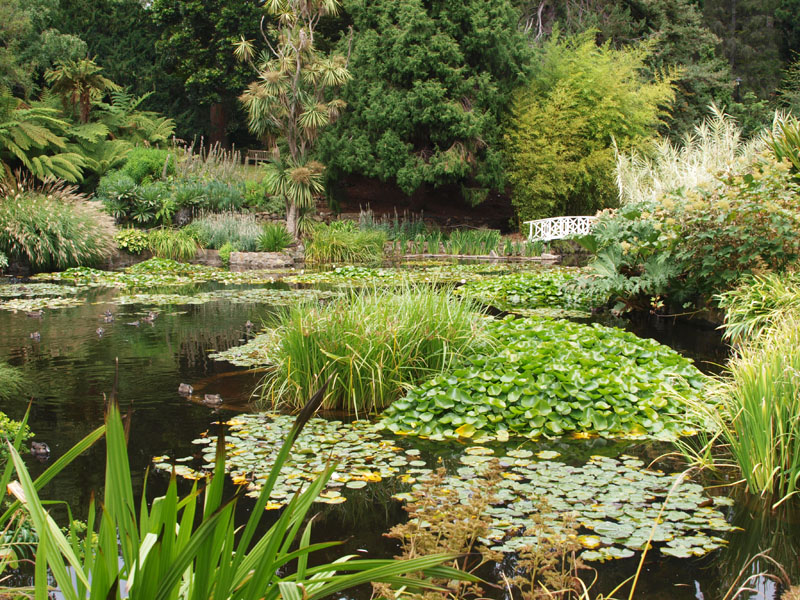 Pond in Botanical Gardens