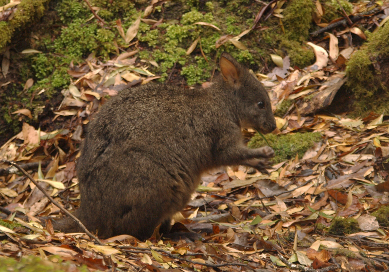 Pademelon