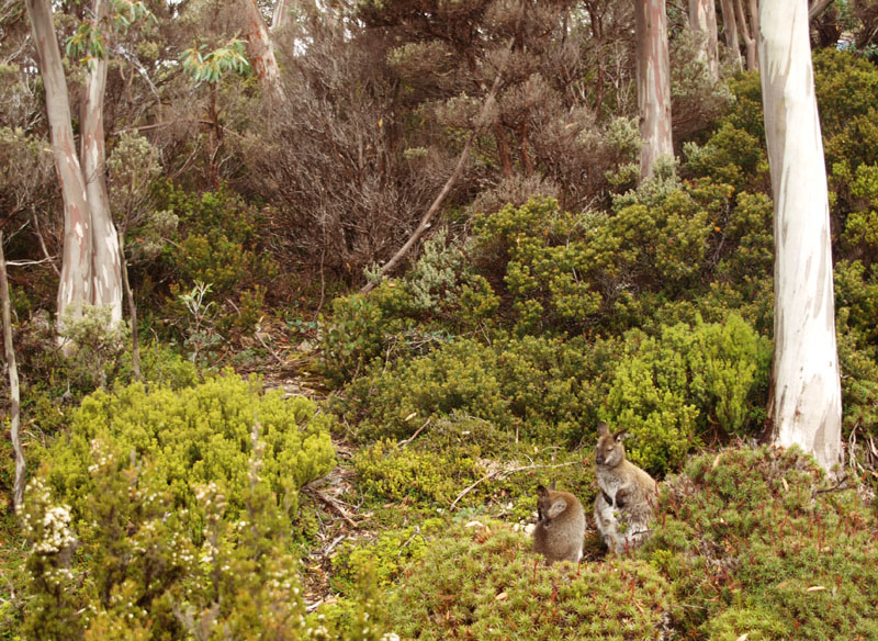Bennetts Wallaby  mother and joey