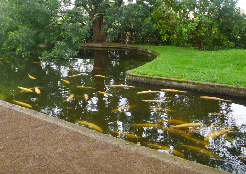 Cultivated fish