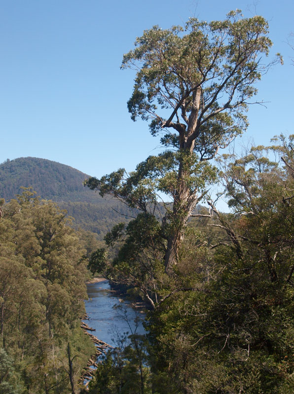 Huon River from the Air Walk
