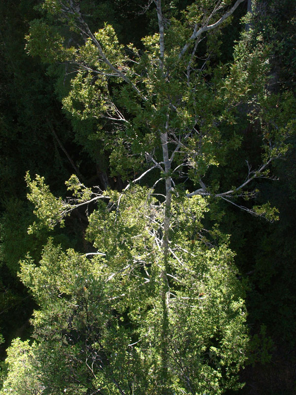 Pine tree from above