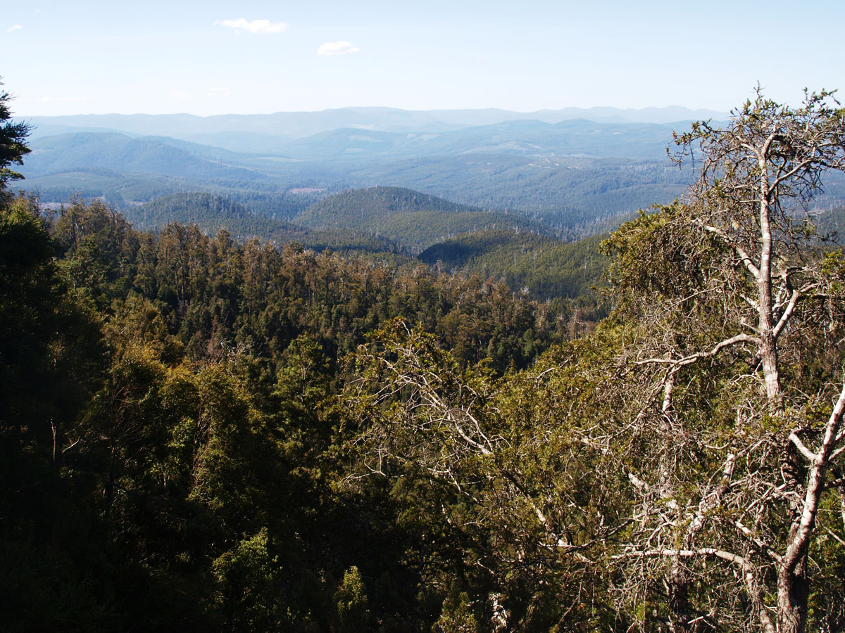 Waratah Lookout