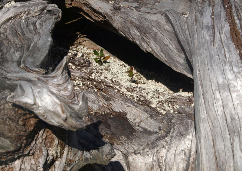 Hopeful seedlings