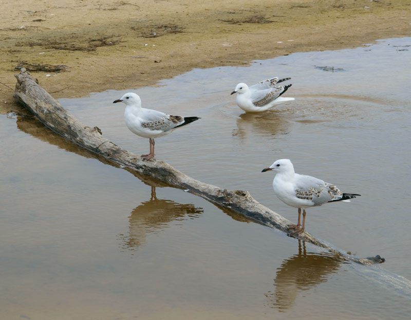 Triangle of gulls