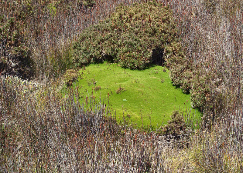 Vegetation beside the boardwalk  1