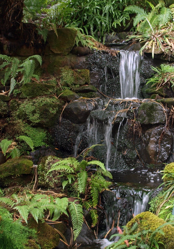Fernery detail