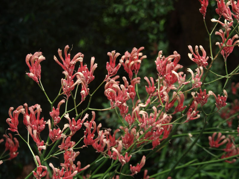 In the Botanical Gardens