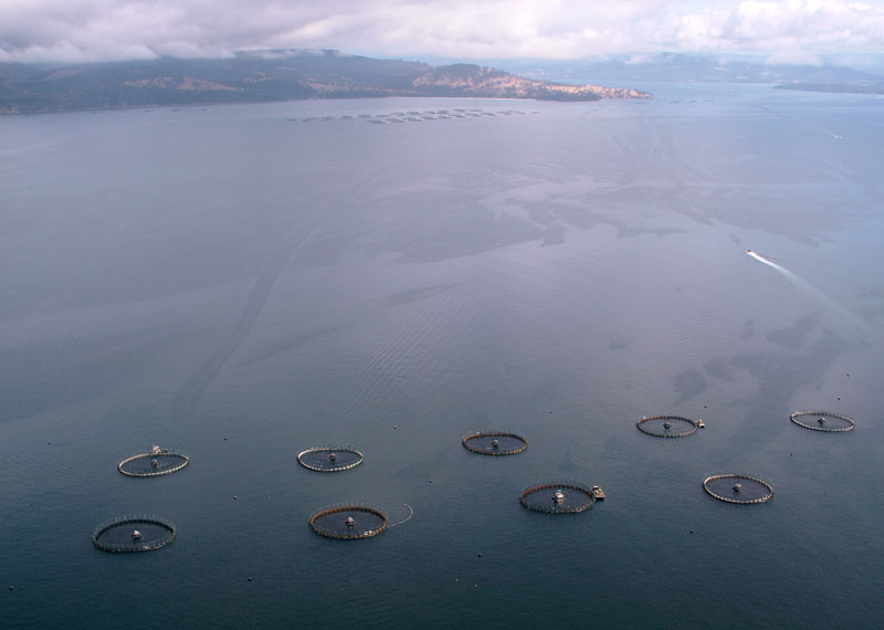 Salmon farming