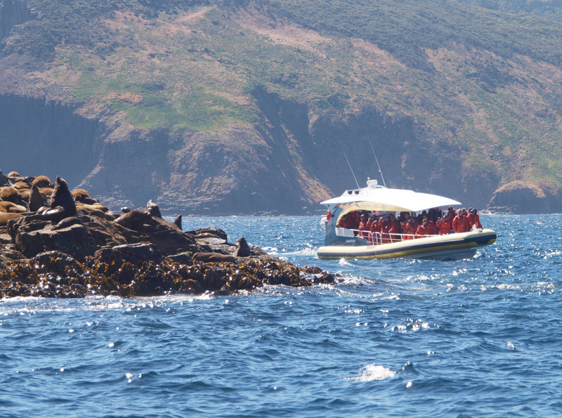 Adventure Cruise boat and seals