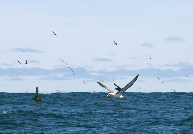 Seabirds 