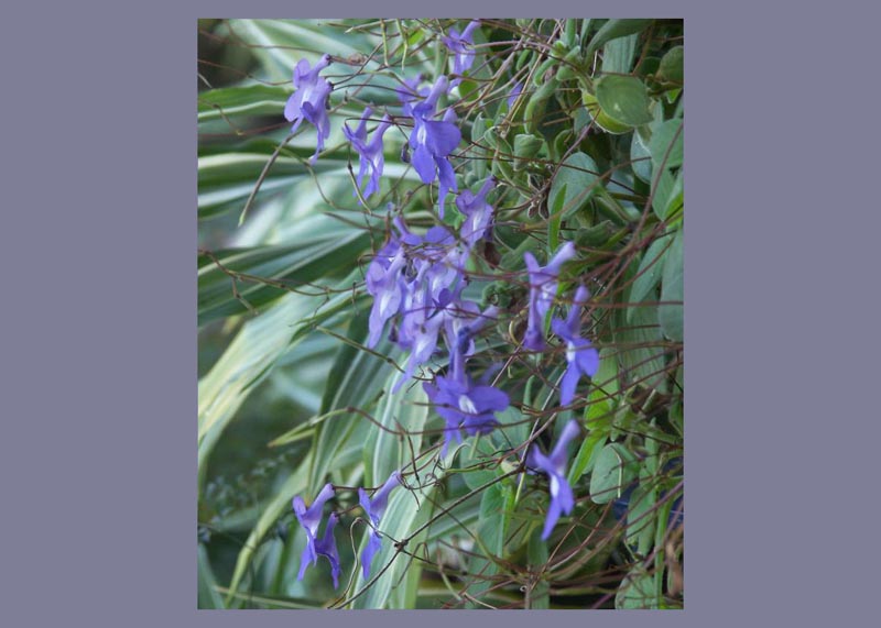 Streptocarpus, isnt it?
