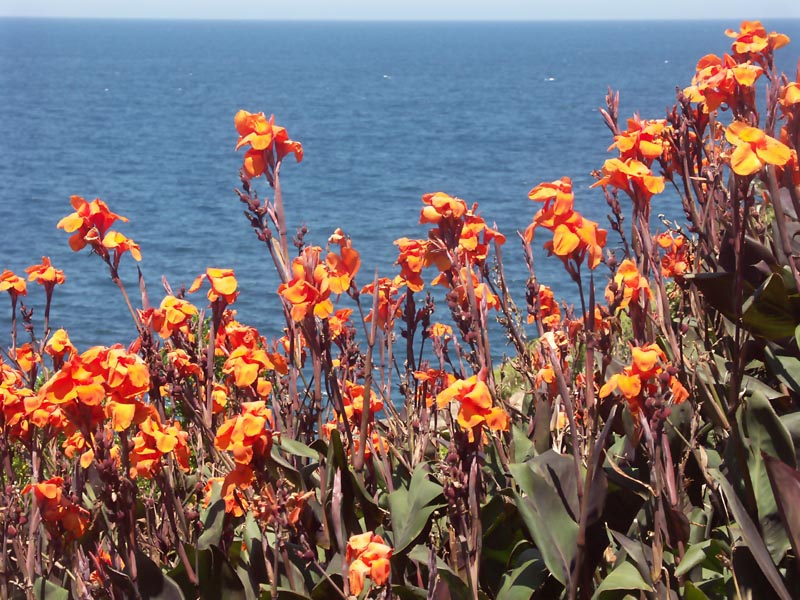 Cannas and the ocean