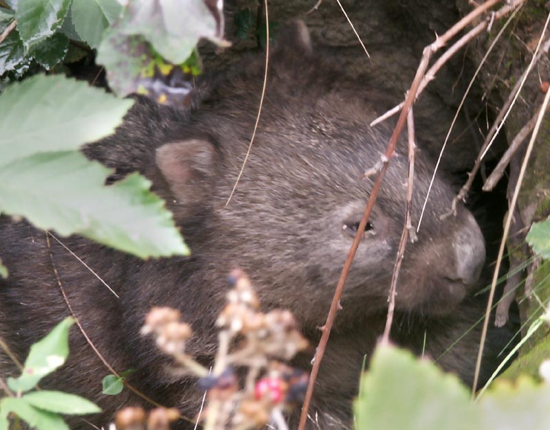 Wombat