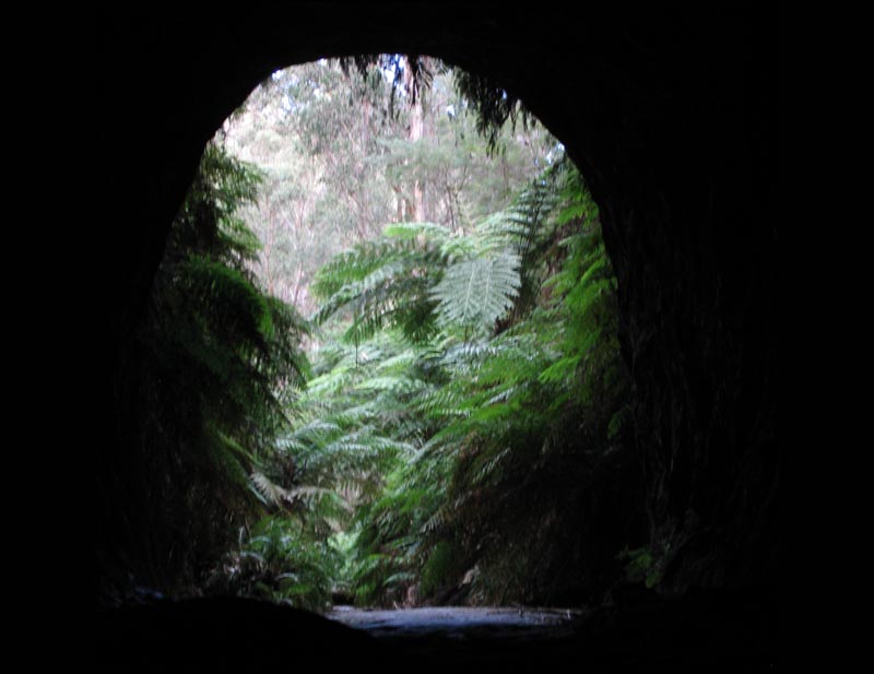 Glow-worm tunnel entrance