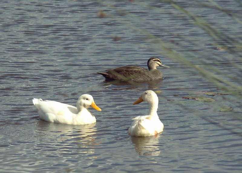 Two whites and a black