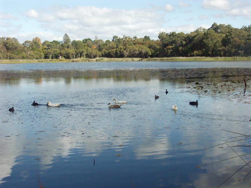 Glenbrook Lagoon Revisited
