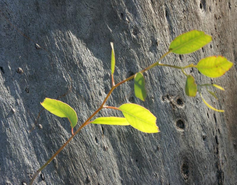 New growth on a big old tree