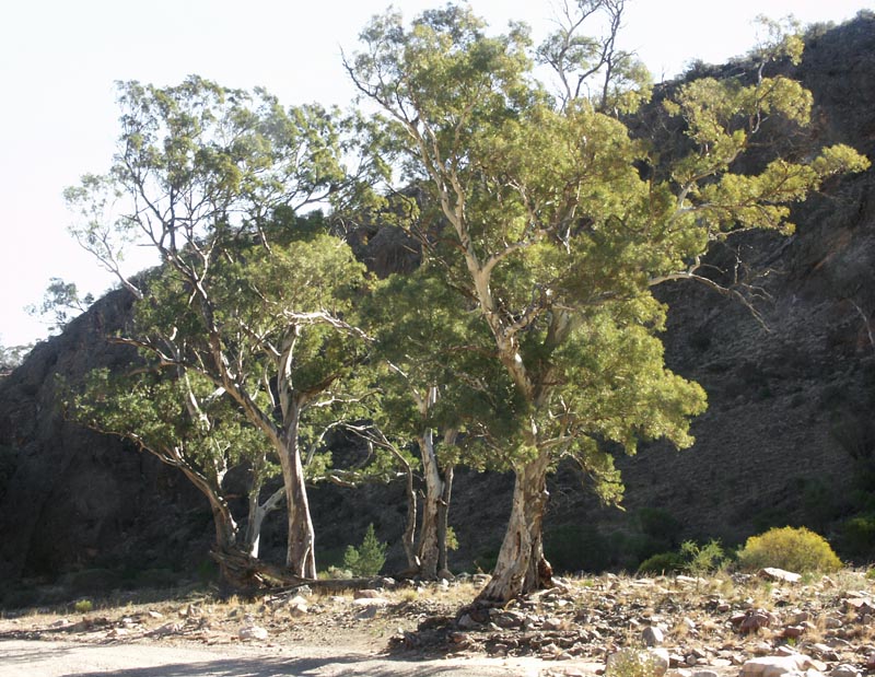 Brachina Gorge - 7