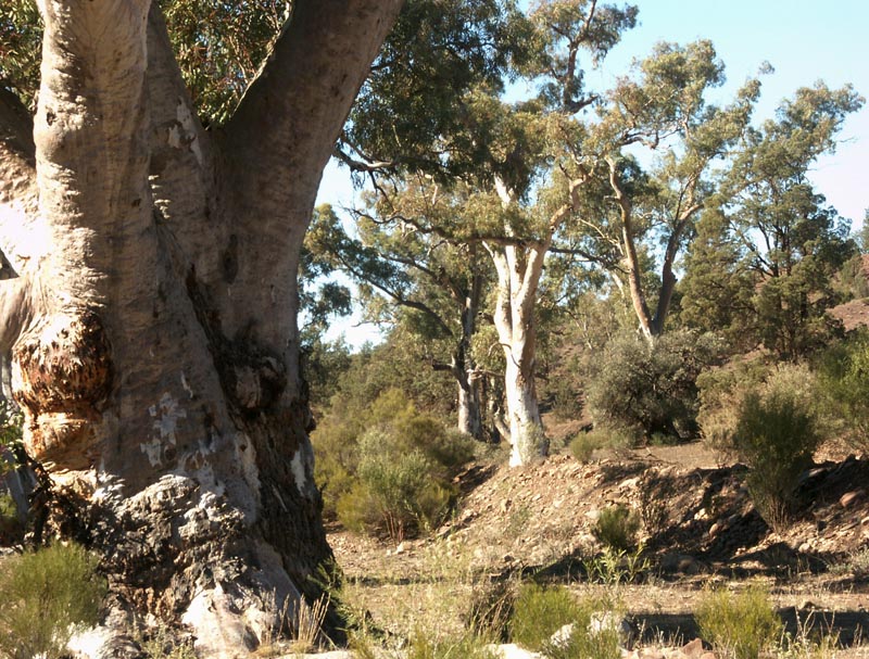 Brachina Gorge - 1