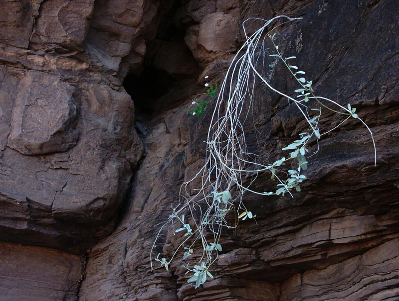 Something else on the rock wall