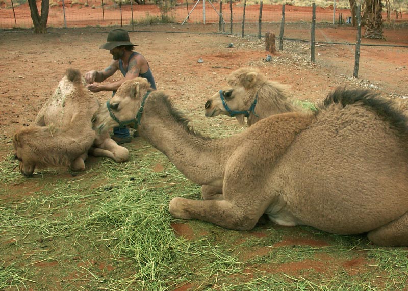 Camels and minder