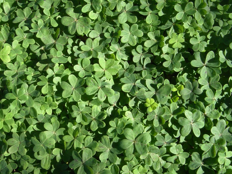 Ground cover