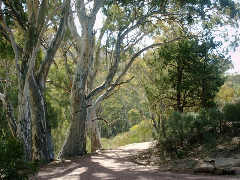 Road to Wilpena Pound