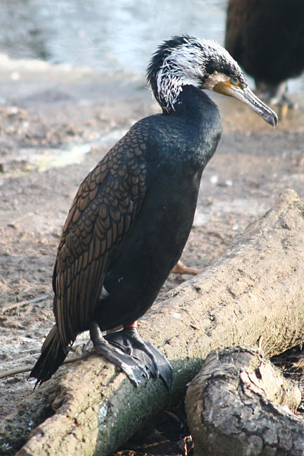 Phalacrocorax carbo <br>Aalscholver 