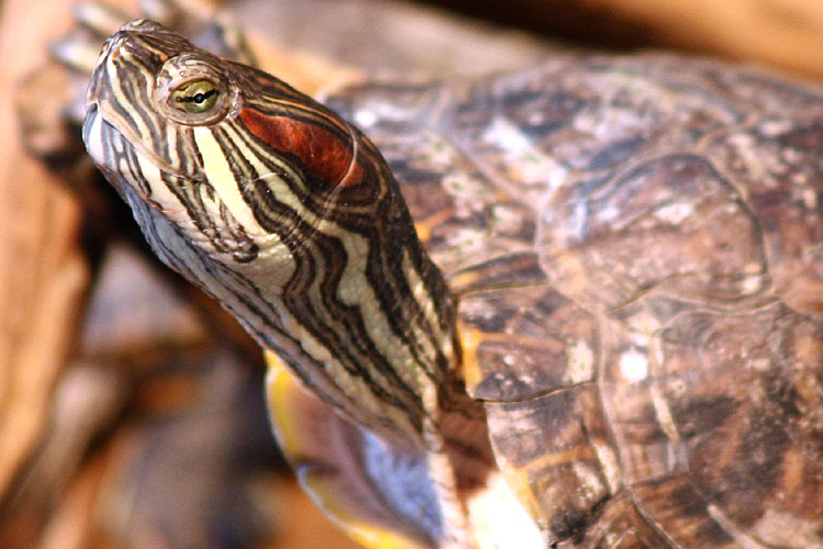 Trachemys scripta elegans <br>Roodwangschilpad