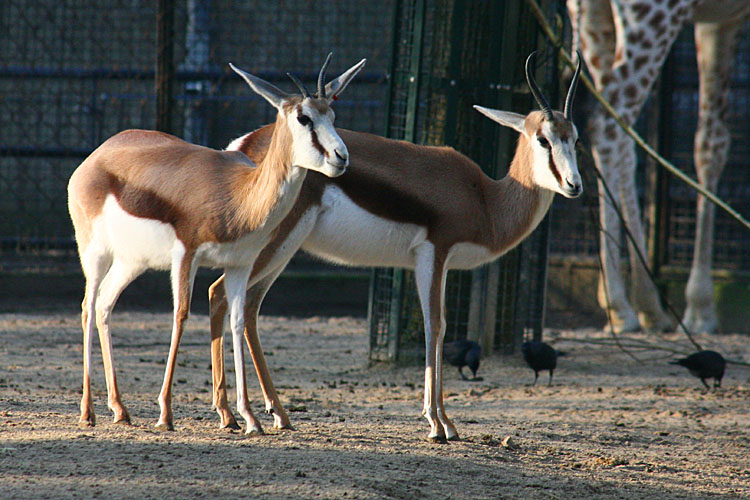 Eudorcas thomsonii <br>Thomsongazelle