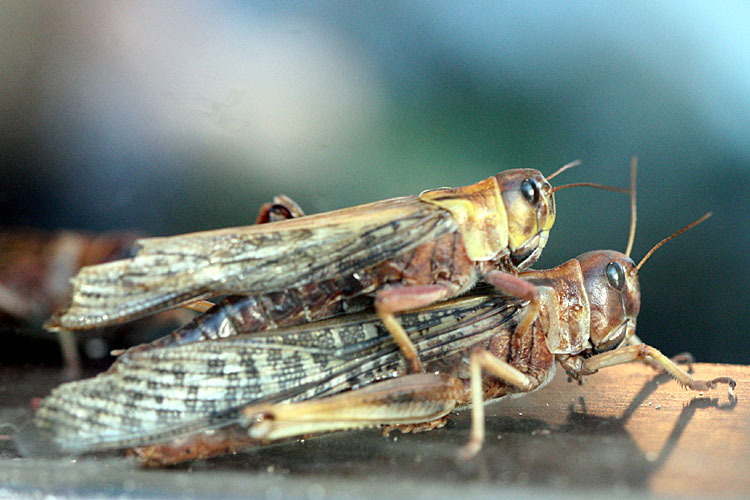 Tropidacris collaris <br> Zuid-Amerikaanse reuzensprinkhaan