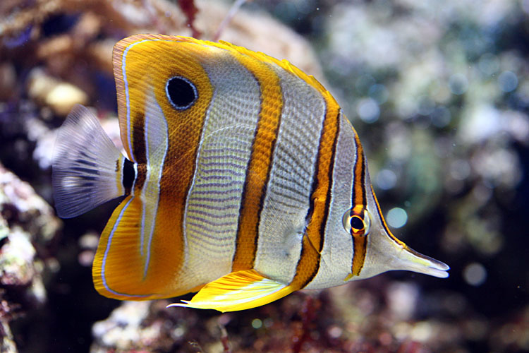Chelmon rostratus <br>Copperbanded Butterfly <br>Gestreepte pincetvis 
