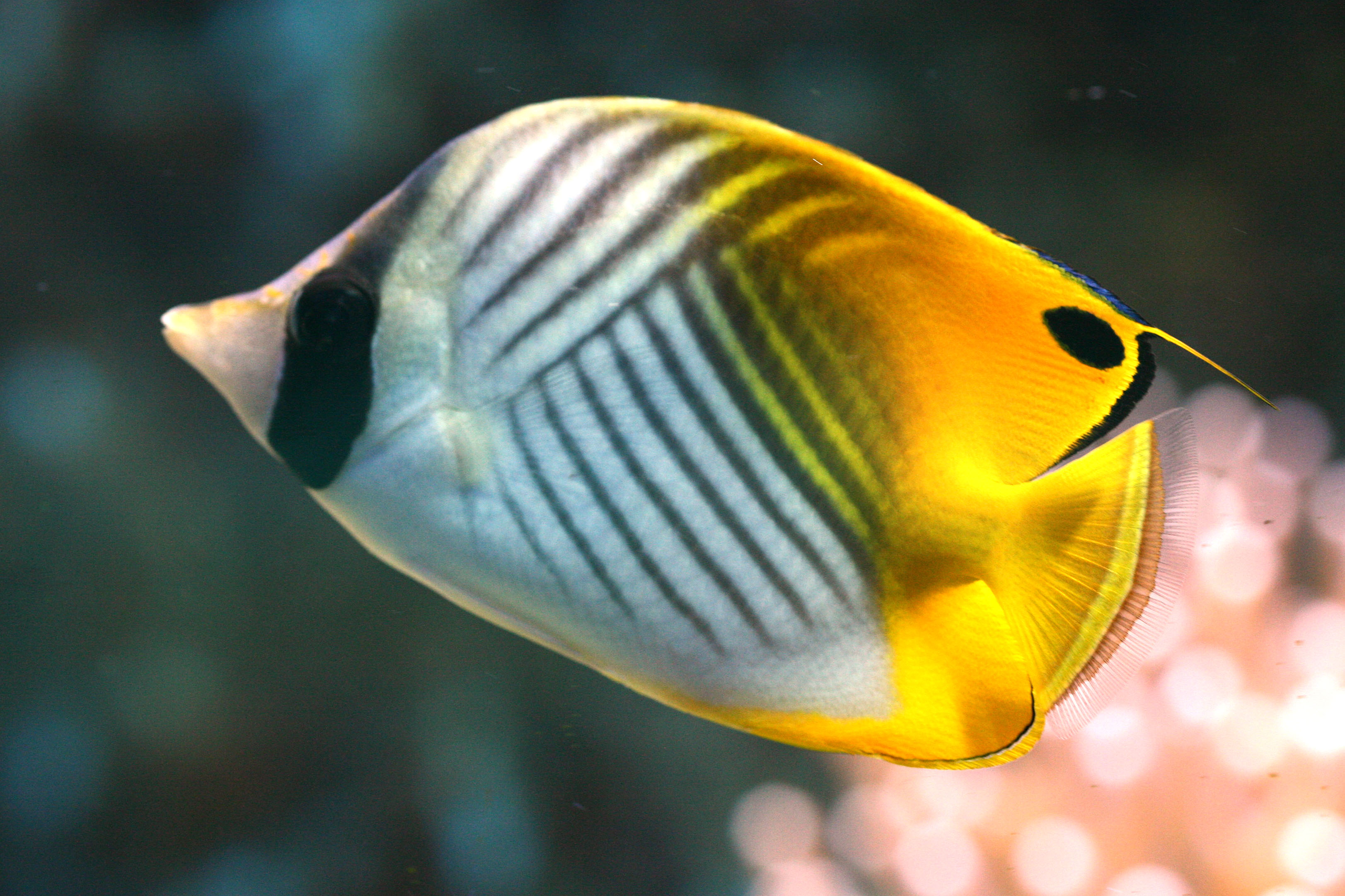 Chaetodon auriga <br>Threadfin Butterflyfish <br>Oogvlekkoraalvlinder 