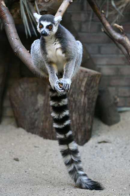 Lemur catta<br> Ring-tailed lemur <br> Ringstaartmaki