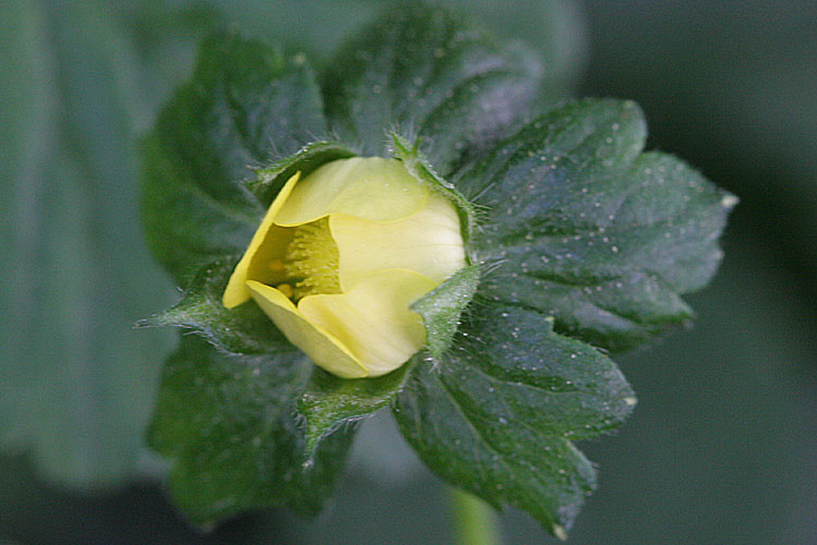 Potentilla (Duchesnea) indica <br>Yellow-flowered strawberry <br>Schijnaardbei