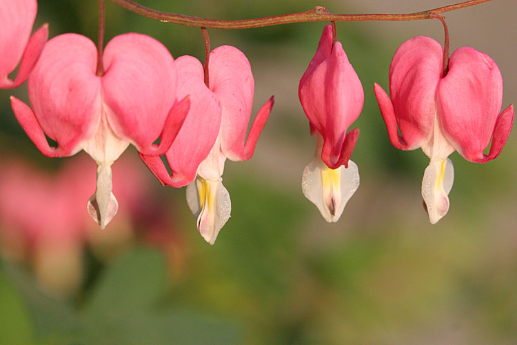 Dicentra spectabilis <br>Bleeding heart <br>Gebroken hartje