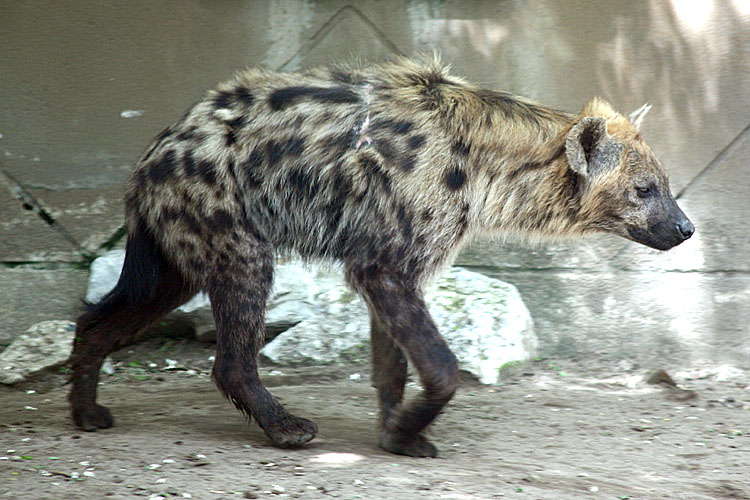 Crocuta crocuta <br>Spotted Hyena <br>Gevlekte Hyena