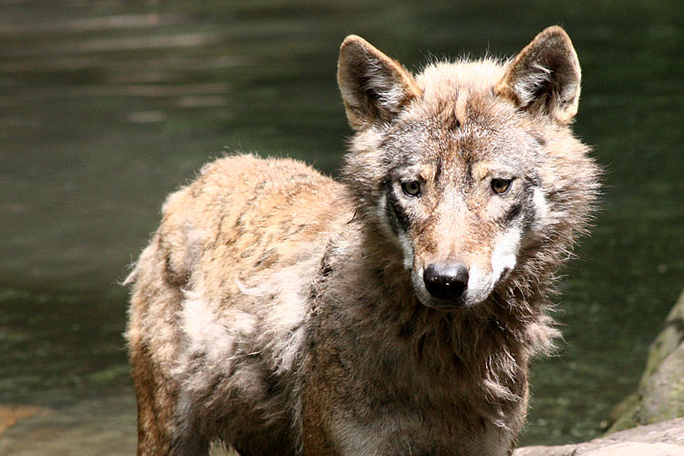 Canis lupus signatus<br> Iberian wolf <br>Iberische wolf 