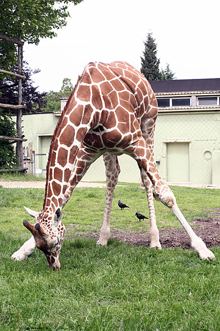 Giraffa camelopardalis <br> Giraffe