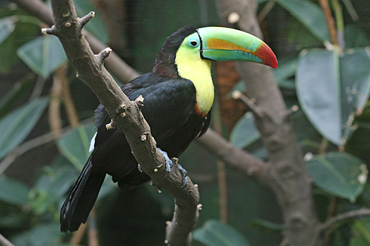 Ramphastos sulfuratus <br>Keel-billed Toucan <br>Fischertukan 